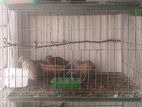 Full adult 4 pair pigeons 6 cages sell korbo.