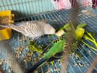 Full Adult birds sale