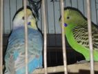 Full adult Budgie bird sell.