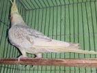 Full Adult Cockatiel Female