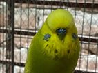 Full Adult English Budgerigar