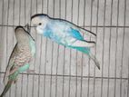 Birds for sell