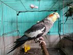 Full Adult Gray Cockatiel male