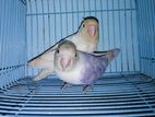 Full Adult Lovebird Pair