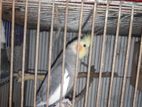 Full Adult Male Cockatiel