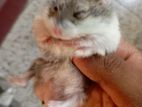 Full adult male dwarf hamster for sale