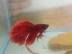 Full Adult Moon Betta Fish