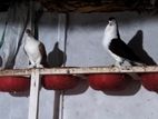 Full adult siraji pigeon for sell