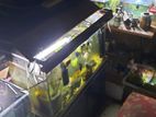 Full Aquarium Setup Along with Live Fish , Plant & Accessories For Sale