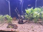 Full Aquarium Setup