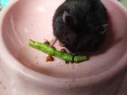 full black adult female dwarf hamster