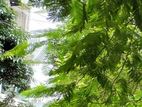 Full Building Sale in Sector-5, Uttara