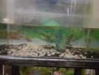 Aquarium for sale