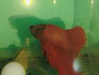 Full Moon Red Betta