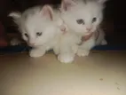 Full Parsian Cat Male And Female