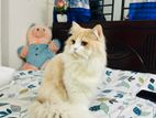 Parsian Cat Male