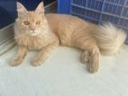 Full Persian Adult Male Cat