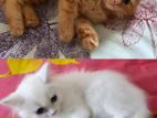 Full Persian Baby Cats