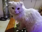 Full Persian cat and female