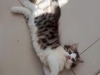 Full Persian Kitten