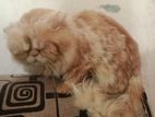 Full persian Mal cat