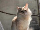 Full persian Male cat for sell