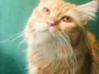 Full persian male cate