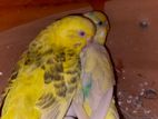 Full Running Budgerigar