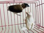 Bird For SaleR