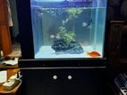 Full Set Aquarium With Fishes