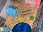Full Setup For Hamster