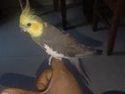 cockatiel bird