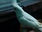 Full tame albino cockatiel