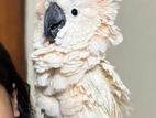 Full Tame And Talking Moluccan Cockatoo