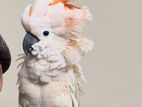 Full Tame and Talking Moluccan Cockatoo is for sale