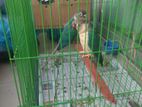 full tame blue conure