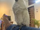 Full Tame Blue Eye Cockatoo For Sell