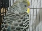 Full Tame Budgerigar