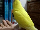 Full tame Budgerigar