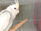 Full Tame Cockatiel