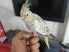 Full Tame Cockatiel bird for sell