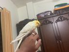 Full Tame Cockatiel