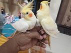Full Tame Cockatiel Runing Pair.