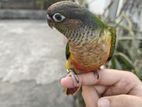 Full tame conure