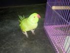 full tame Indian ringnake parrot