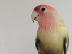 Full Tame Love Bird.