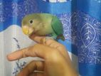 Full Tame lovebird baby