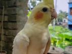 Full Tame Lutino