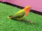 Full Tame Premium Peach Face Lovebird for Sale