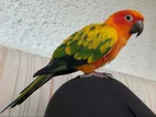 Full tame sun conure